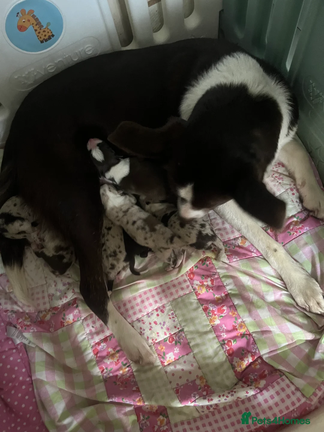 Border Collie dogs for sale: Border Collie Puppies  - Advert 15