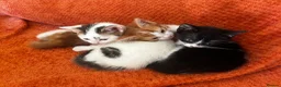 Domestic Shorthair cats for sale: Exceptionally friendly cute kittens for sale in Glasgow - Advert 1