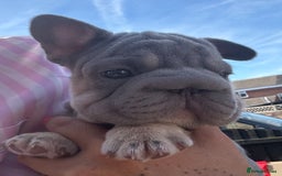 French Bulldog dogs for sale: French bulldog babies  - Image 31