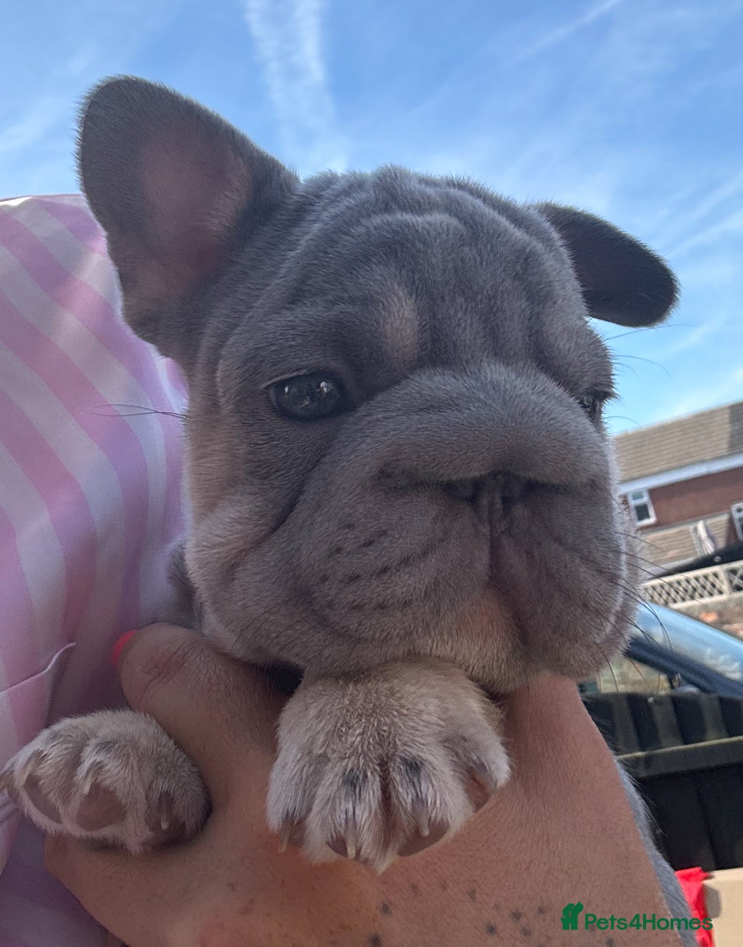French Bulldog dogs for sale: French bulldog babies  - Image 31
