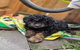 Cavapoo dogs for sale: Cavapoo puppies NEED HOME  - Image 5