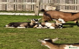 Goats livestock for sale: Pygmy x kids  - Image 1