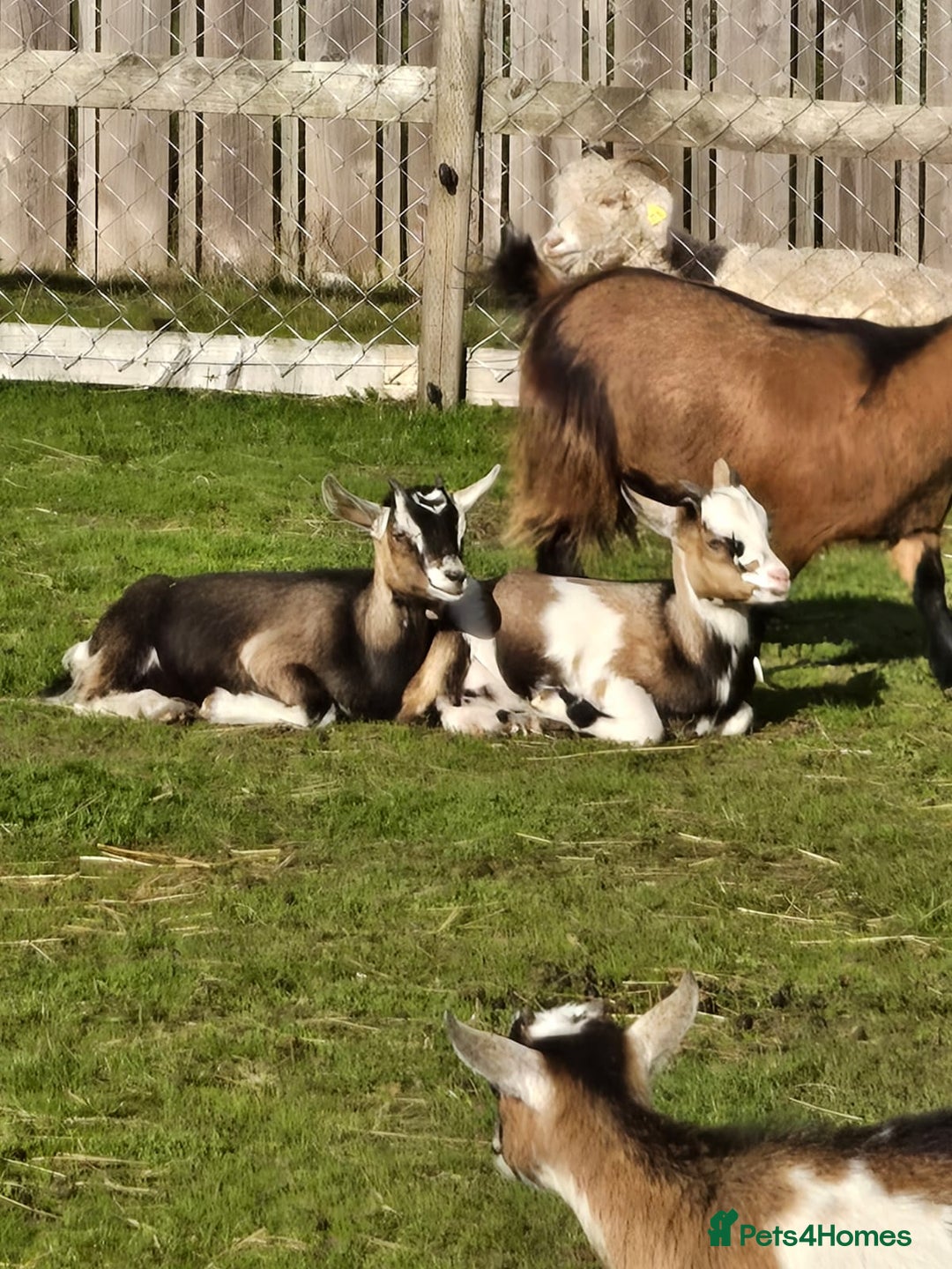 Goats livestock for sale: Pygmy x kids  - Image 1