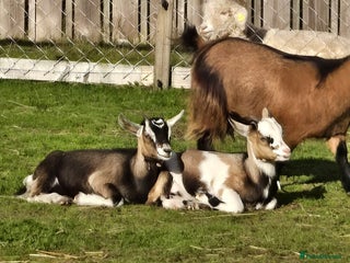 Goats livestock - Advert 4