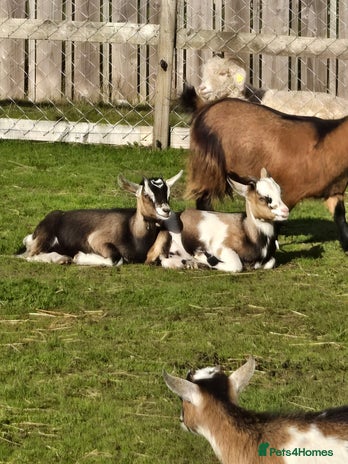 Goats livestock - Advert 7