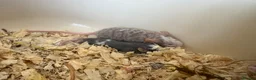 Mouse rodents for sale: Male Fancy Mice - Advert 8