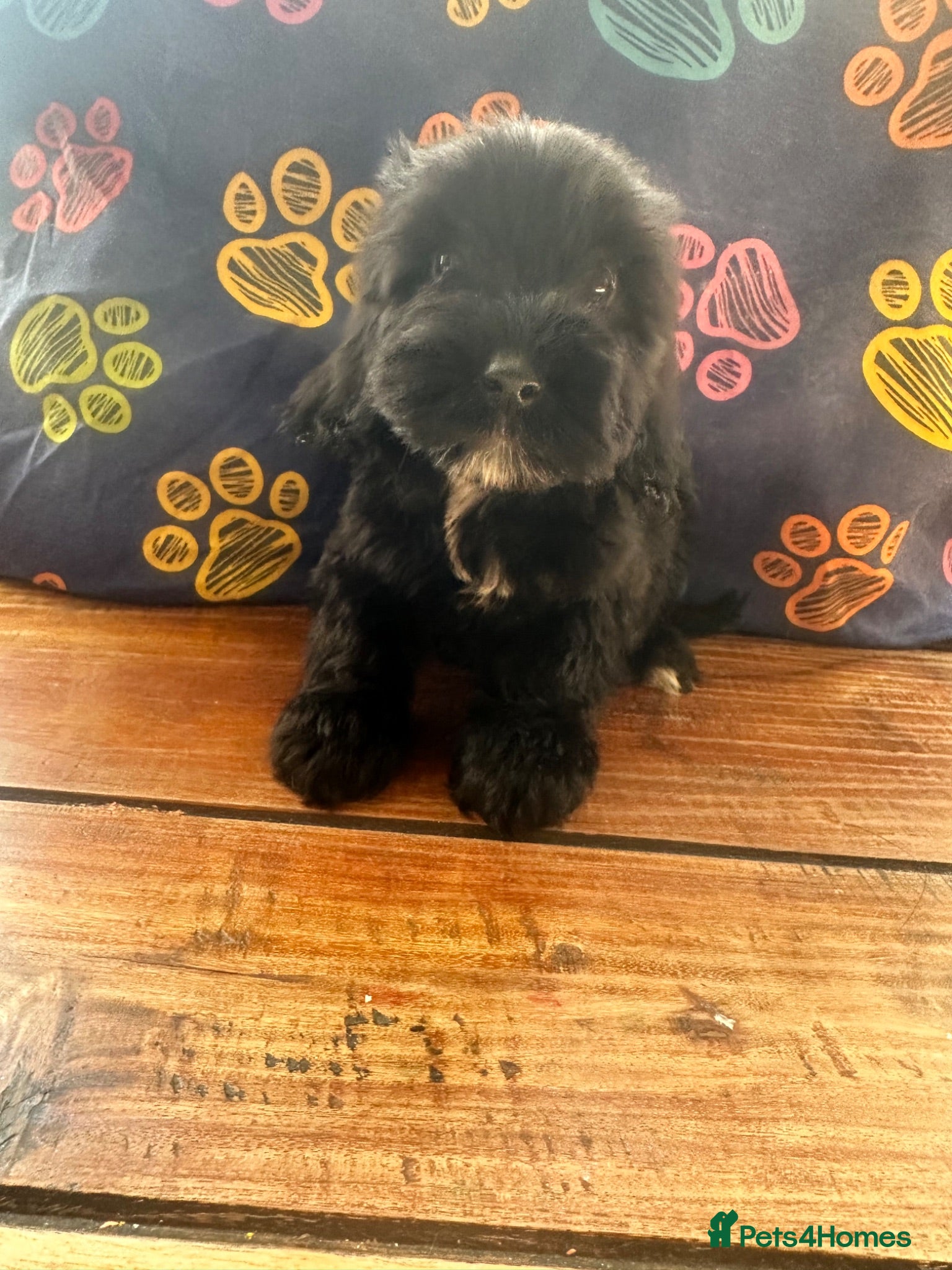 Cockapoo dogs Fluffy F2 cockapoos ready to go now reduced !  - Advert 6