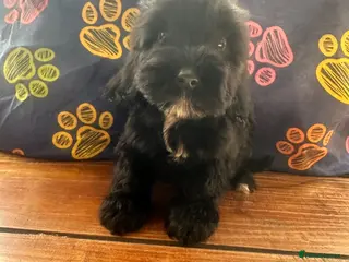 Cockapoo dogs Fluffy F2 cockapoos ready to go now reduced ! - Advert 6
