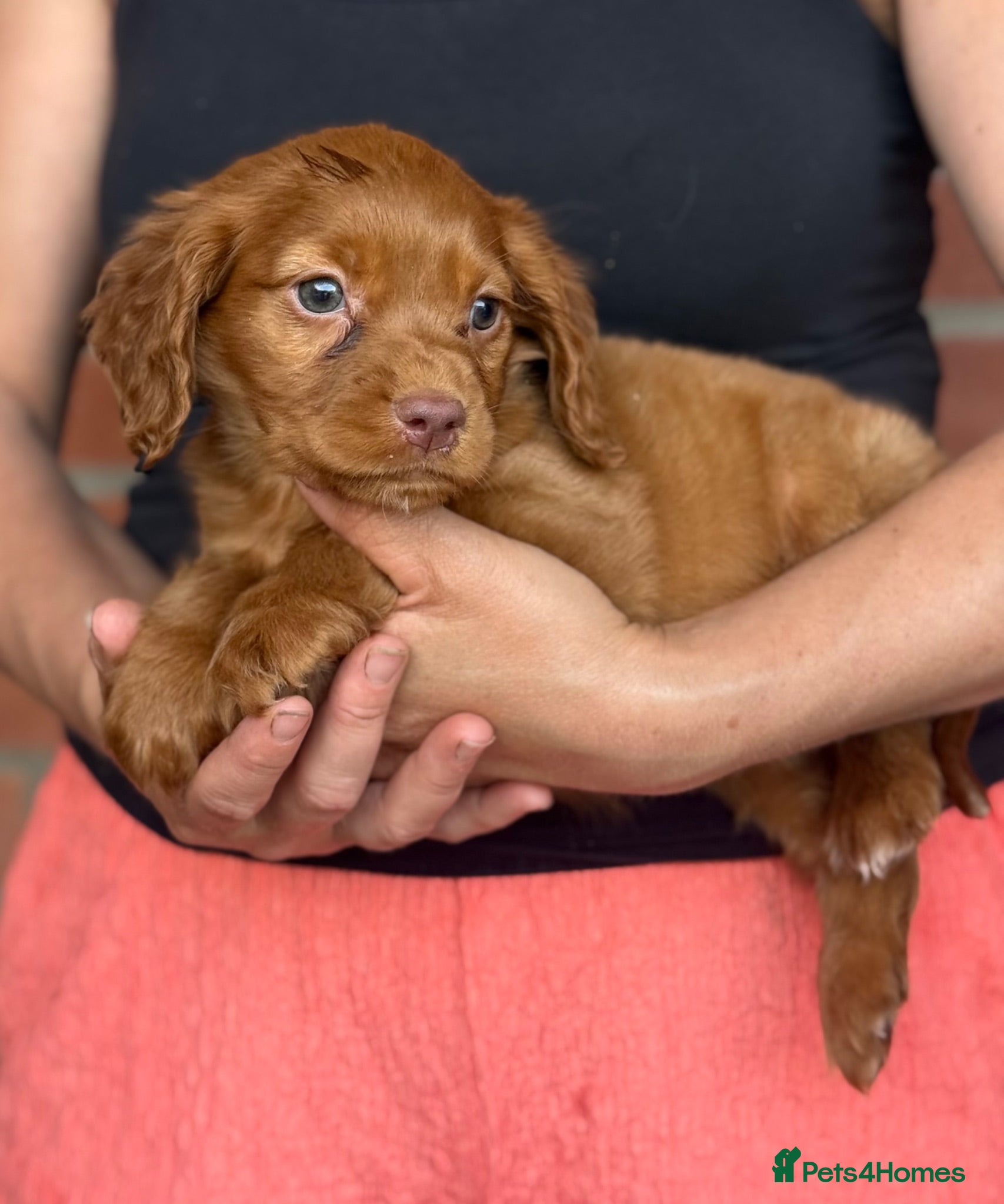Cocker Spaniel dogs Cocker spaniel puppies  - Advert 1