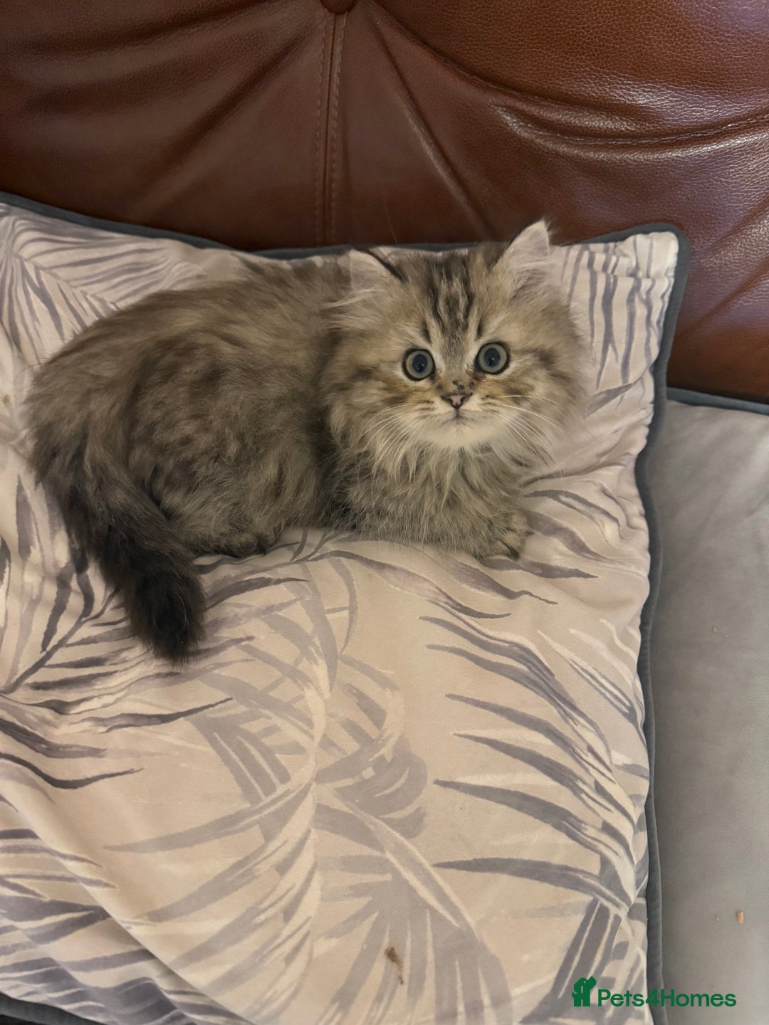 Persian cats for sale: Sweet persain boy is looking for his home - Advert 3