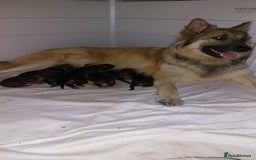 German Shepherd dogs for sale: 7  beautiful german shephered pups  - Image 8