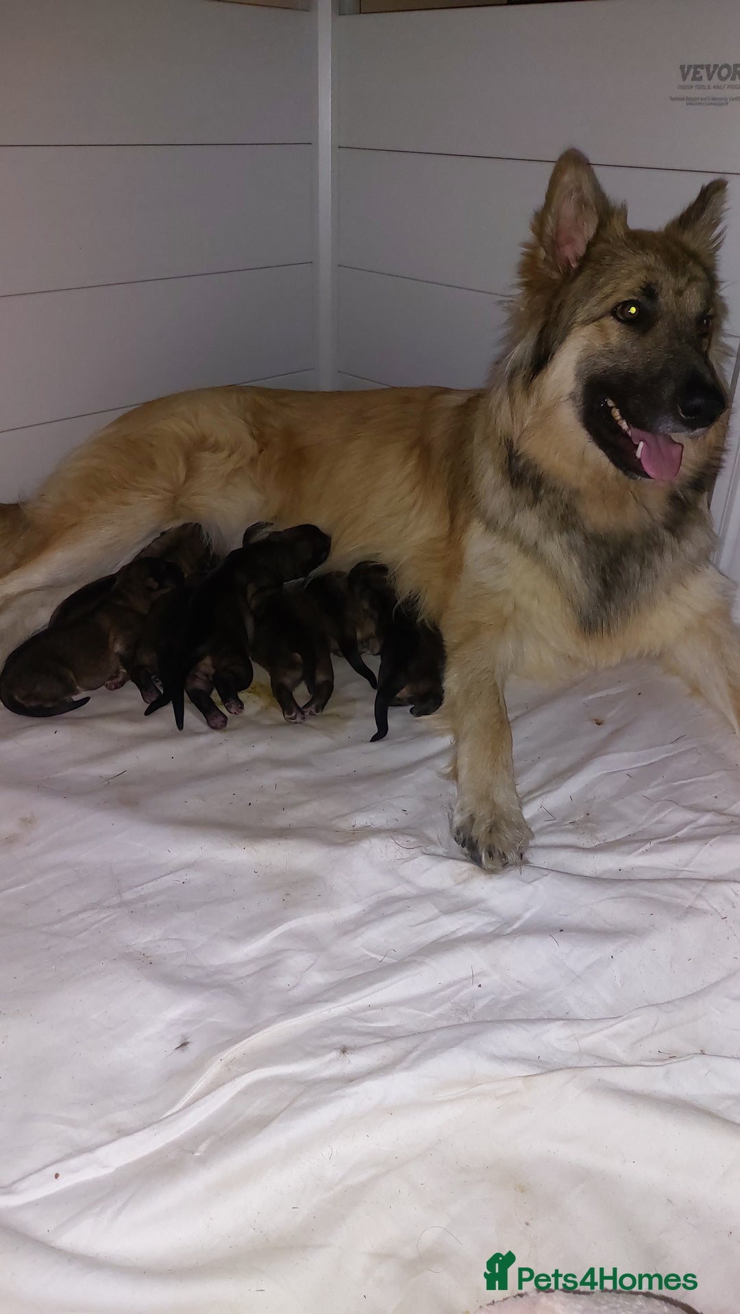 German Shepherd dogs for sale: 7  beautiful german shephered pups  - Image 8