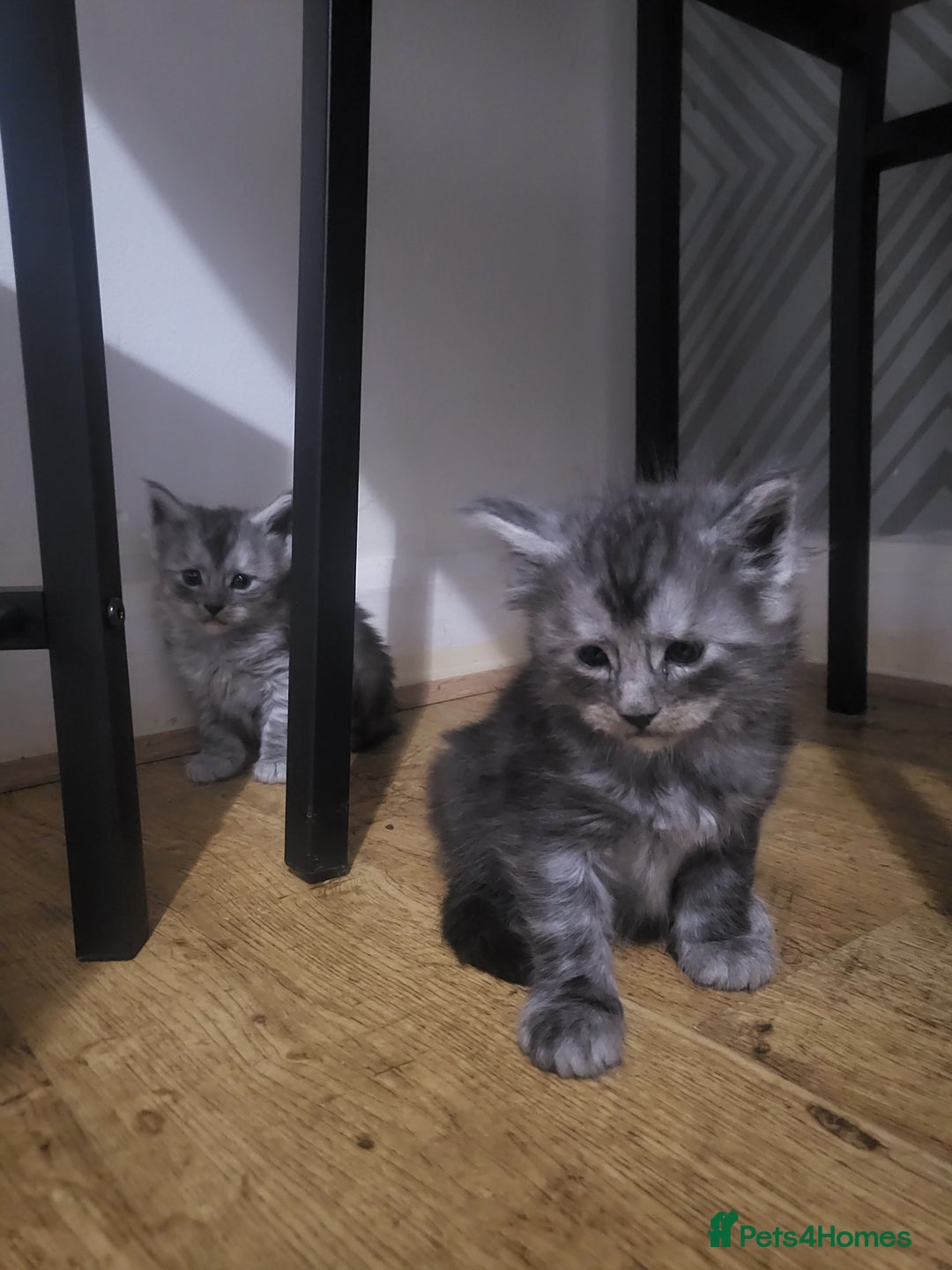 Maine Coon cats for sale:  TICA Registered Maine Coon Kittens Silver Tabby  - Image 9