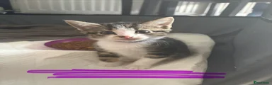 Purple collar 
