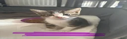 Mixed Breed cats for sale: Beautiful kittens for sale  - Advert 10