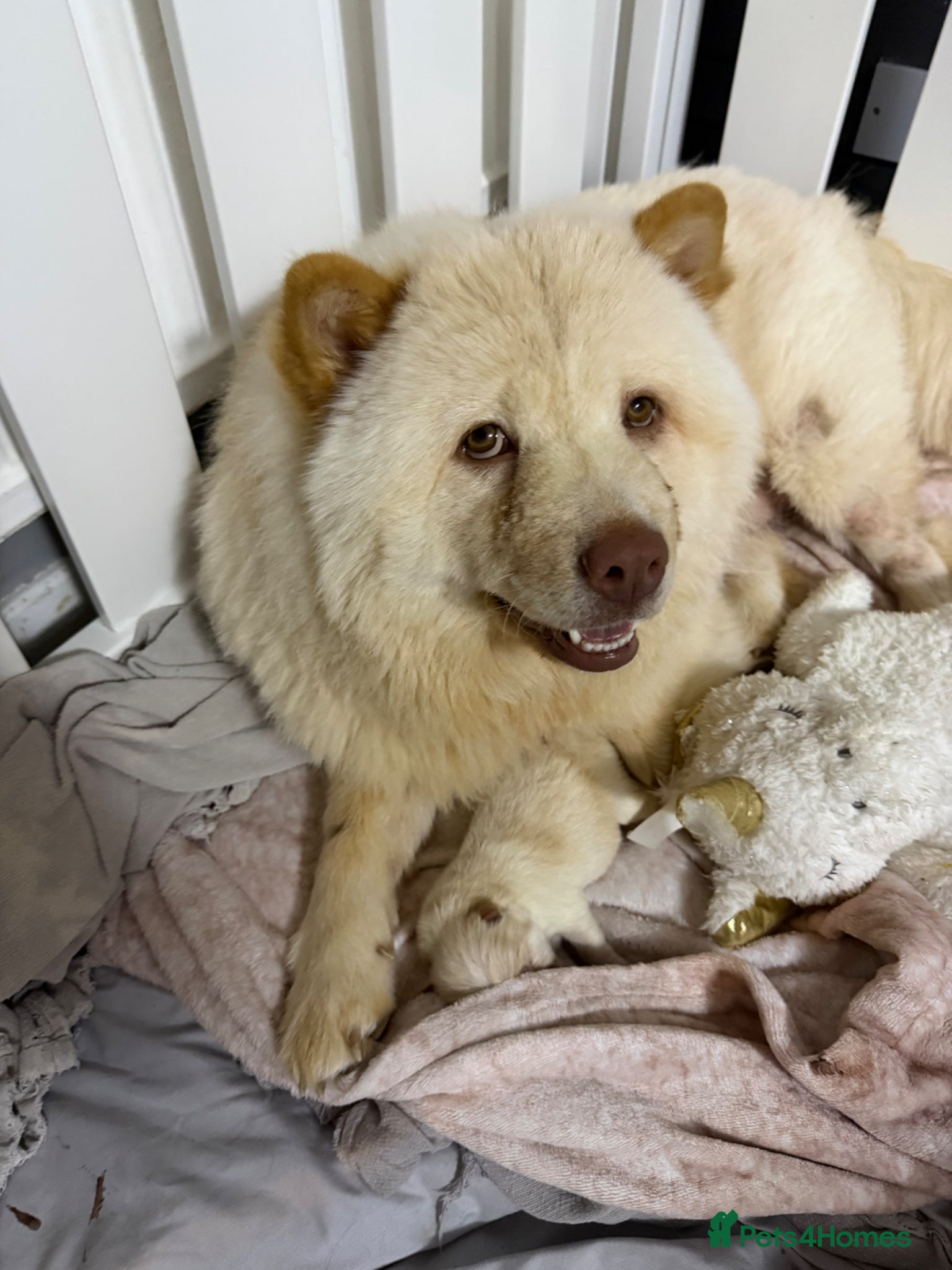 Chow Chow dogs Outstanding chow chow - Advert 11