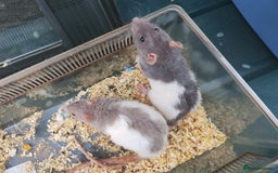 Rat rodents for sale: Male and female rats looking for new homes  - Image 4