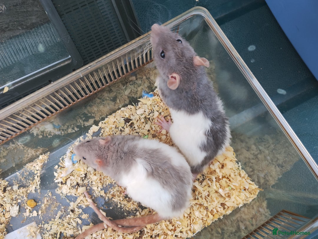 Rat rodents for sale: Male and female rats looking for new homes  - Image 4
