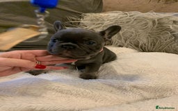 French Bulldog dogs for sale: Beautiful French Bulldogs  - Image 7