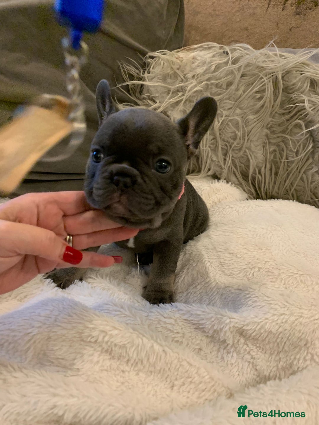 French Bulldog dogs for sale: Beautiful French Bulldogs  - Image 7