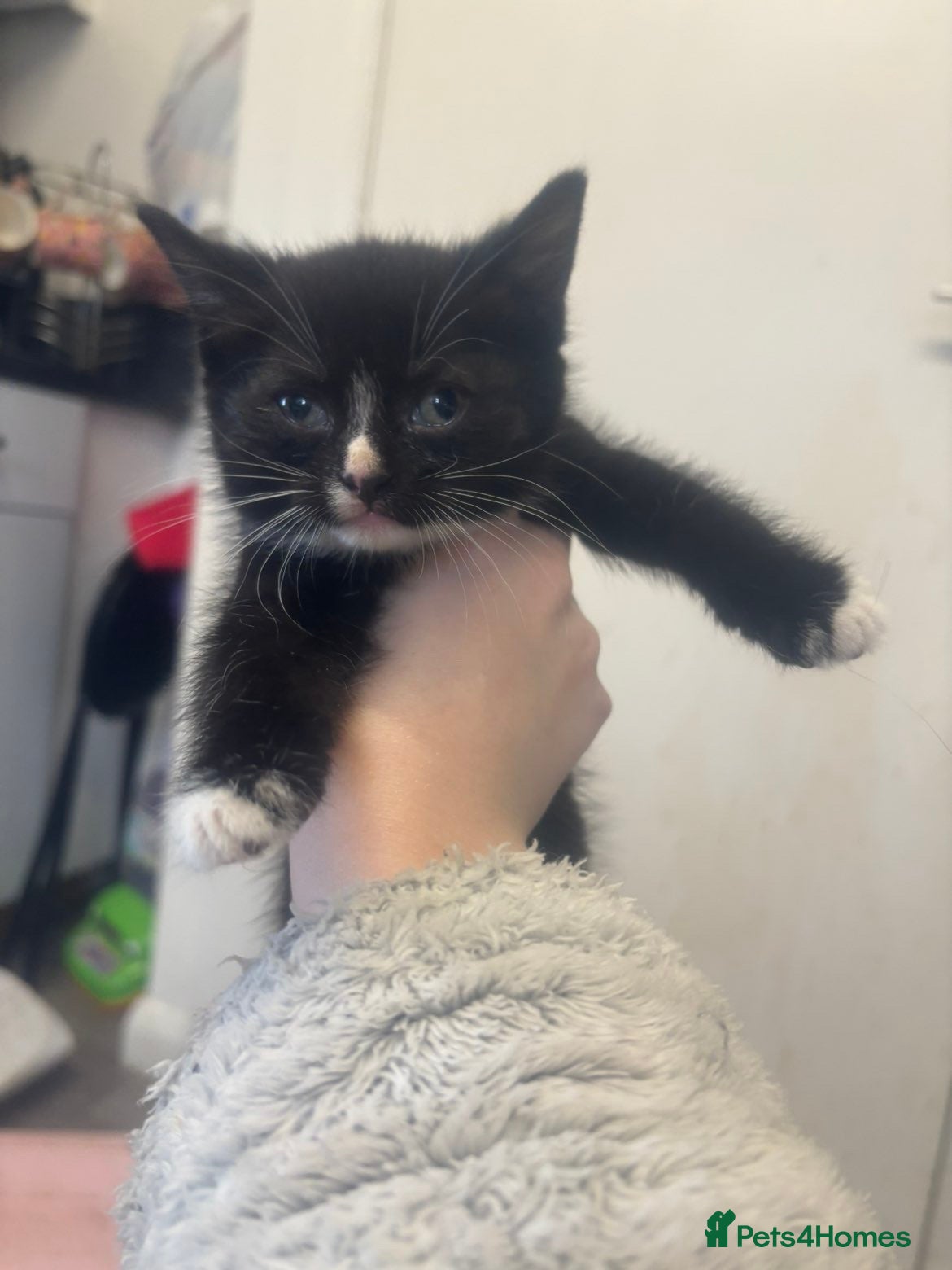 Mixed Breed cats Mixed breed , black and tuxedo kittens  - Advert 1