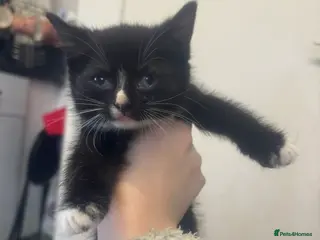 Mixed Breed cats Mixed breed , black and tuxedo kittens - Advert 1