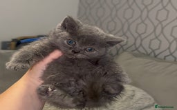 British Shorthair cats for sale: REDUCED!!! Stunning British Short Hair Kittens - Image 18