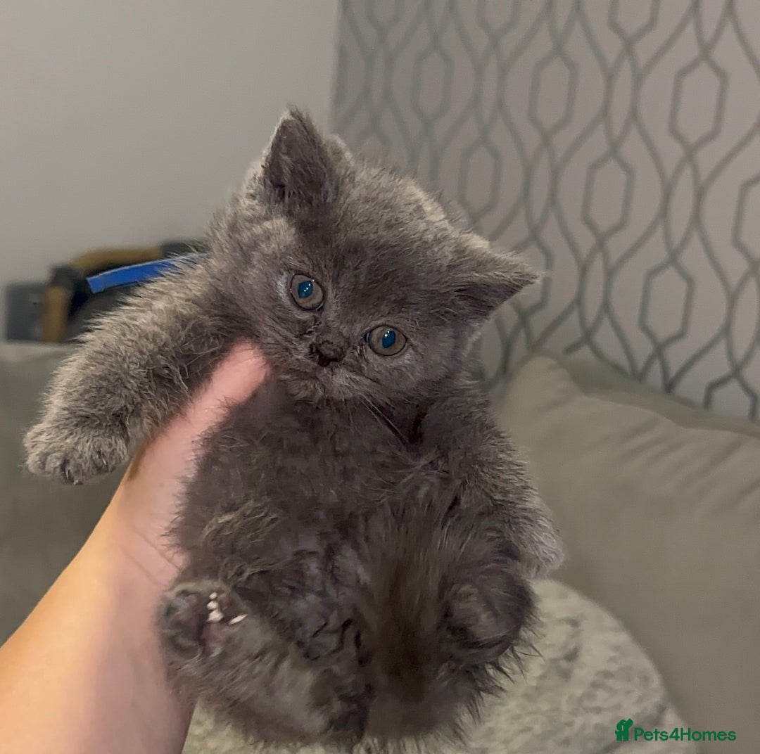 British Shorthair cats for sale: REDUCED!!! Stunning British Short Hair Kittens - Image 18