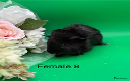 Guinea Pig rodents for sale: Adorable guinea pigs babies - Image 8