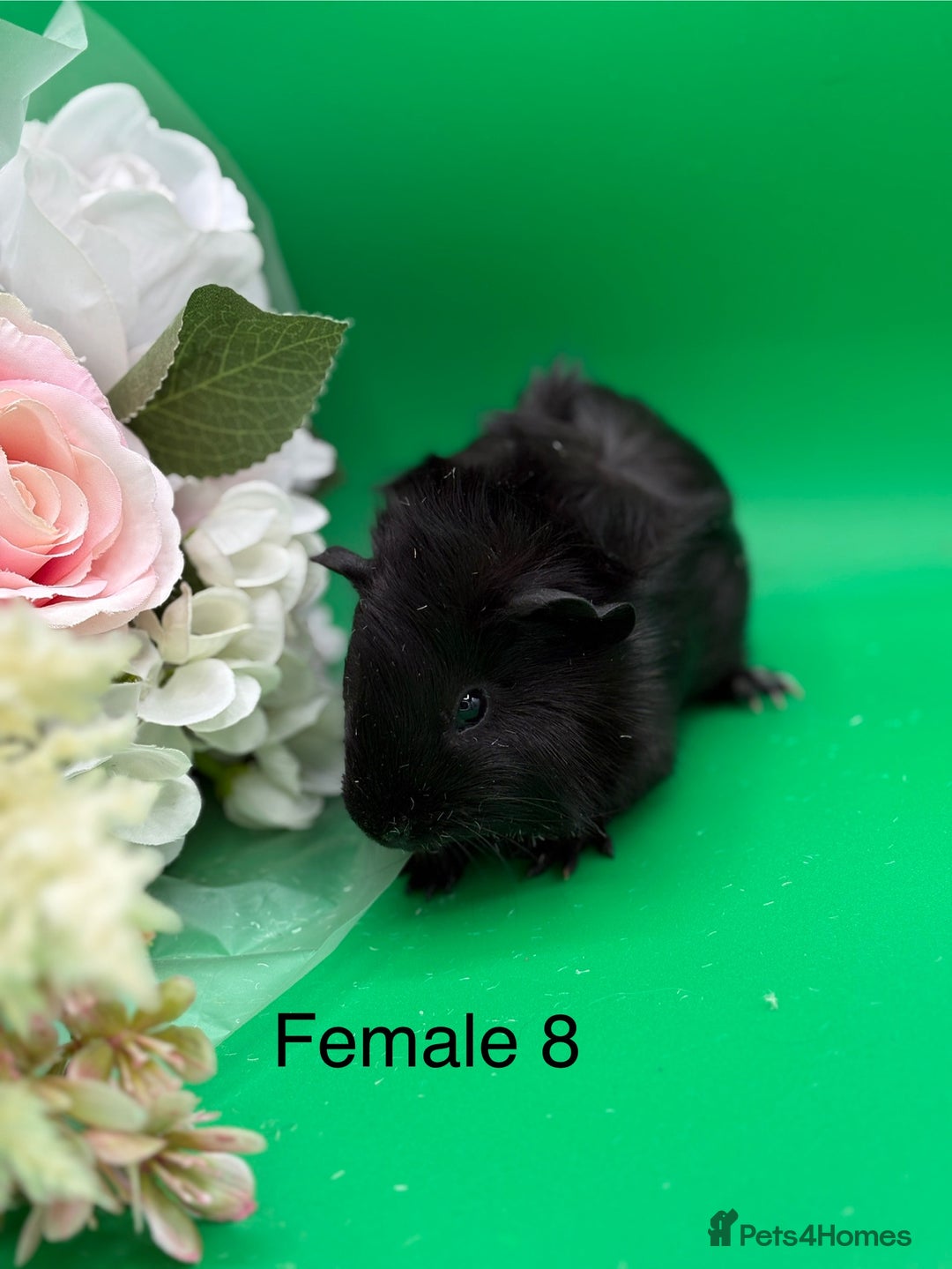 Guinea Pig rodents for sale: Adorable guinea pigs babies - Image 8