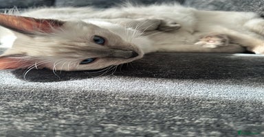 Ragdoll cats - Advert 2