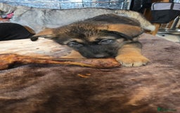 Shepsky dogs for sale: Husky cross German shepherd  - Image 10
