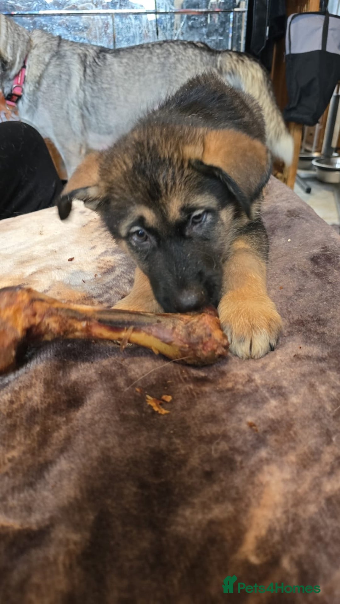 Shepsky dogs for sale: Husky cross German shepherd  - Image 10