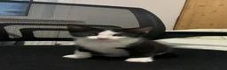 American Shorthair cats for sale: Kitten looking for a loving home - Advert 2