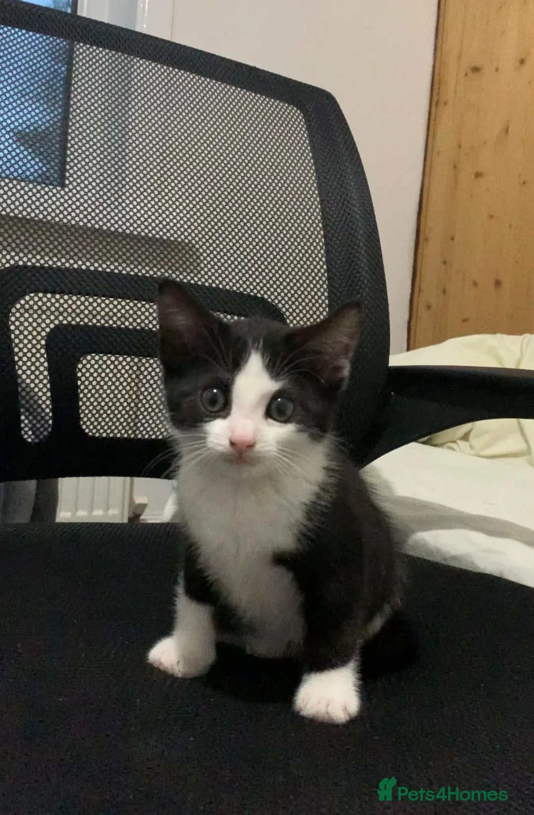 American Shorthair cats for sale: Kitten looking for a loving home - Advert 2