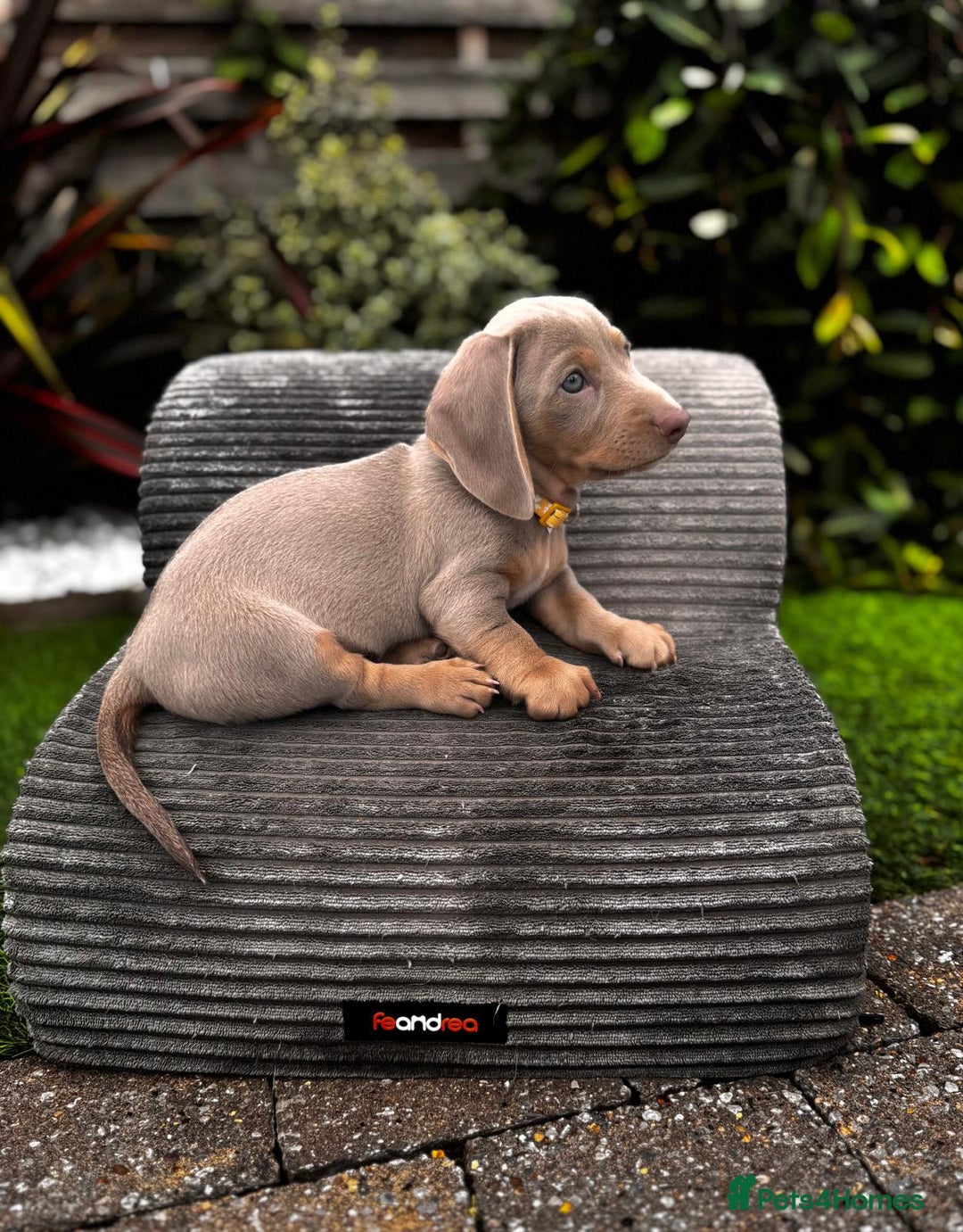 Miniature Dachshund dogs for sale: 💗 READY TO LEAVE - K.C MINIATURE DACHSHUND 💗 - Image 32