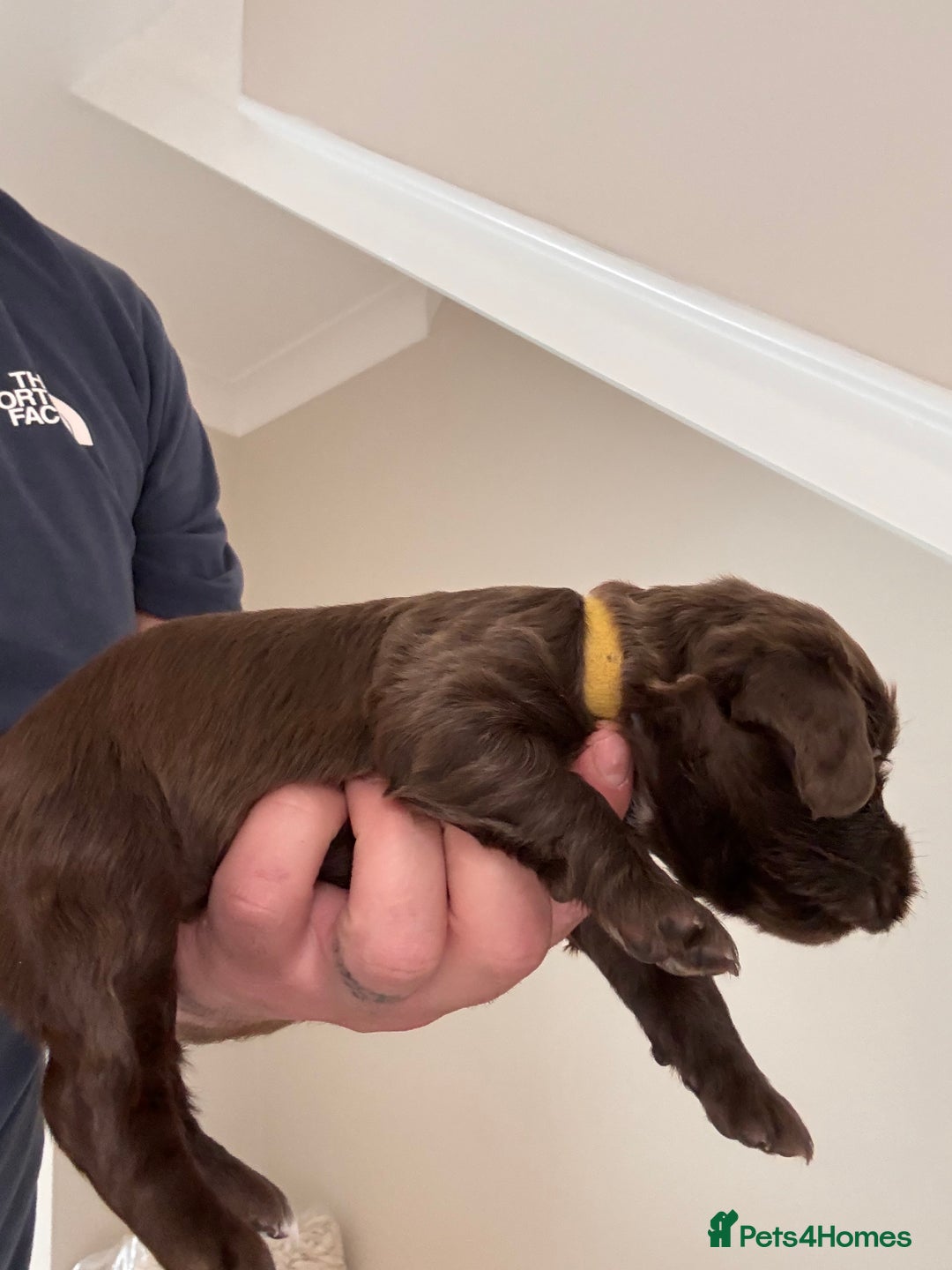 Cocker Spaniel dogs for sale: Well bred KC working cockers  - Image 10
