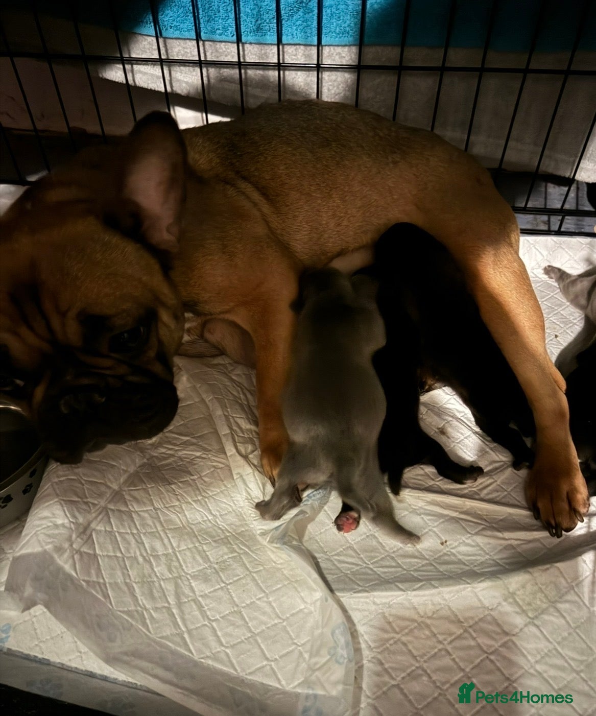 Mixed Breed dogs 3 beautiful fraffies girls available frenchie  - Advert 1