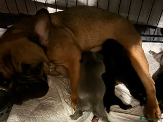 Mixed Breed dogs 3 beautiful fraffies girls available frenchie - Advert 1