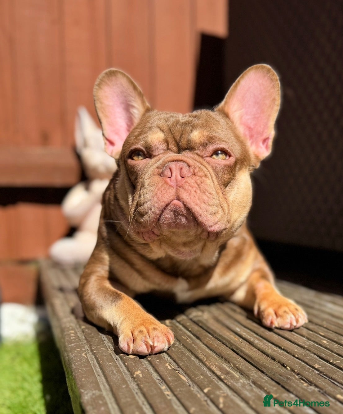 French Bulldog dogs 🤎Rojo New Shade of Chocolate and Tan KC reg Stud - Advert 1