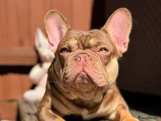 French Bulldog dogs 🤎🌟Rojo Chocolate & Cherry Tan KC Stud 🌟🤎 - Advert 12
