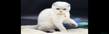 Scottish Fold Kitten 2