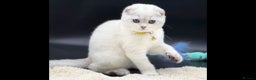 Scottish Fold cats for sale: Scottish Fold Kittens with TICA Registration - Advert 17