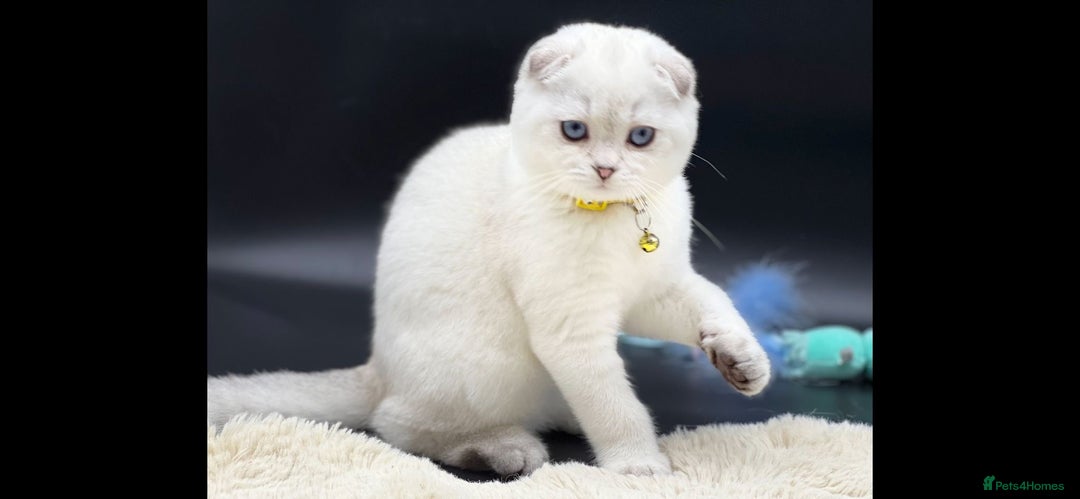Scottish Fold cats for sale: Scottish Fold Kittens with TICA Registration - Advert 17