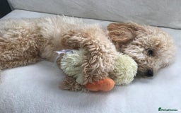 Cavapoo dogs for sale: Cavapoo puppies  - Image 4