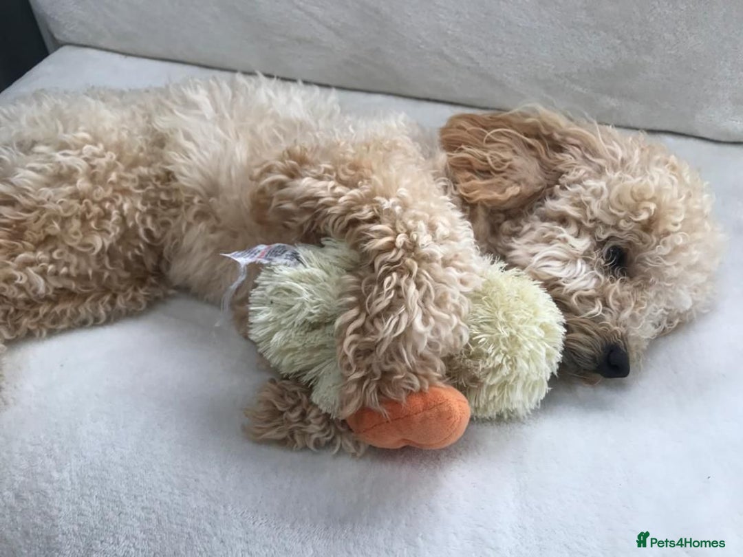 Cavapoo dogs for sale: Cavapoo puppies  - Image 4