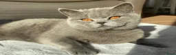British Shorthair cats for sale: STUNNING BRITISH SHORTHAIR KITTENS GCCF REG - Advert 5