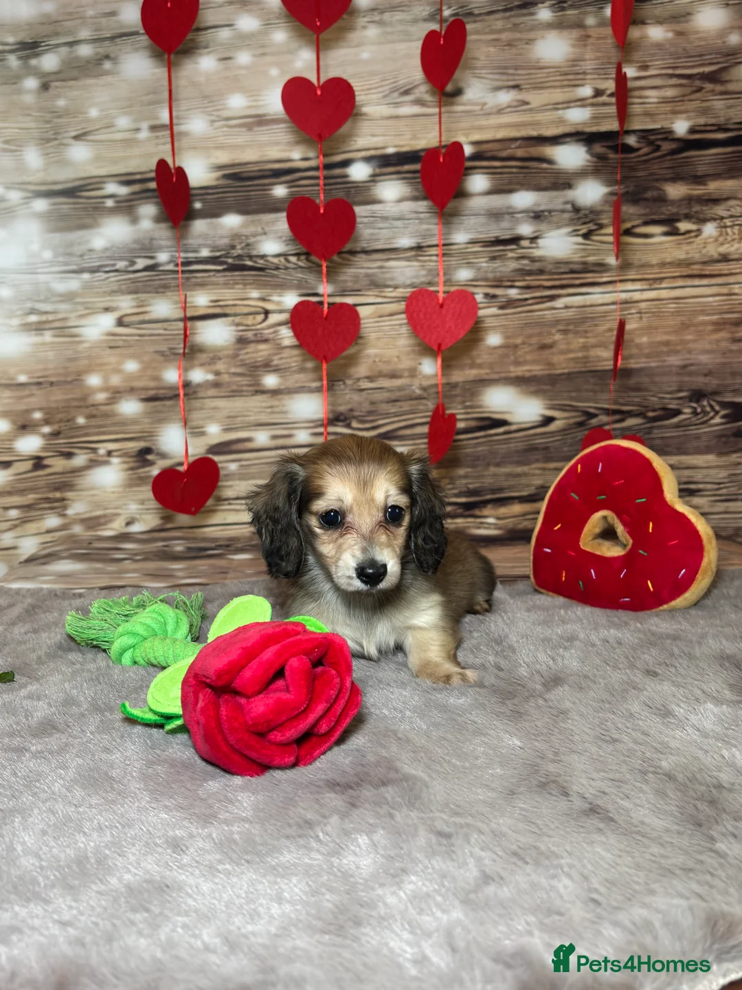 Miniature Dachshund dogs for sale: Beautiful miniature long haired dachshunds - Advert 7