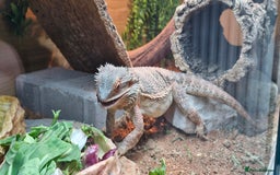 Bearded Dragon reptiles for sale: Bearded dragon - Advert 3
