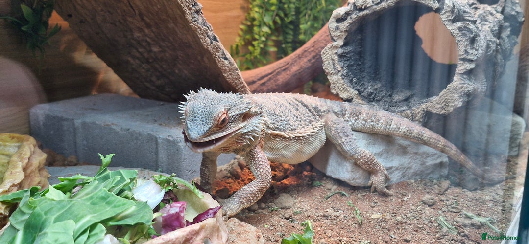 Bearded Dragon reptiles for sale: Bearded dragon - Advert 3